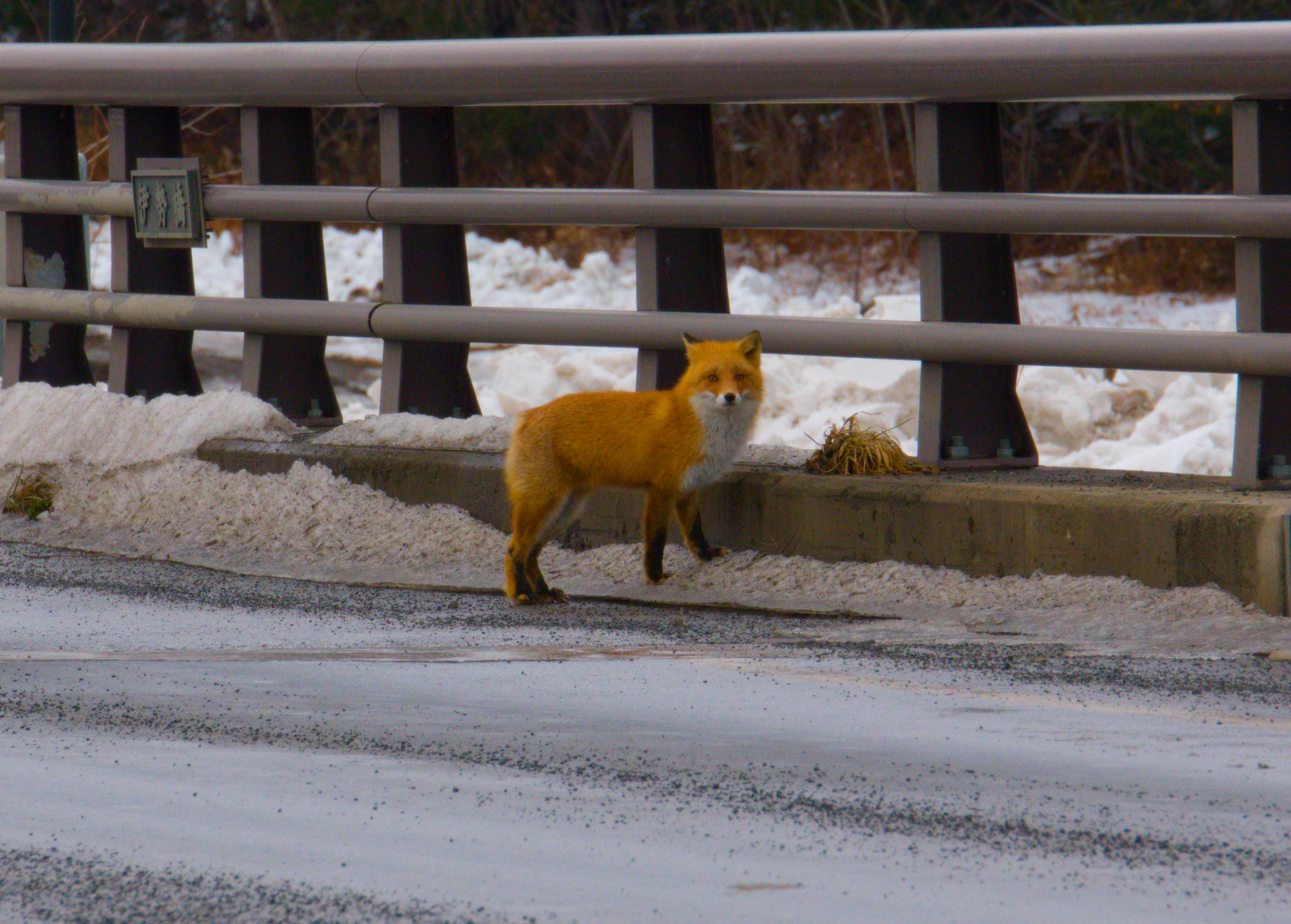 Fox in Japan: Legend and Stories …