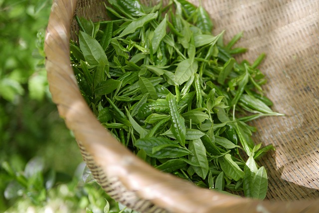 Exploring Japanese Tea: Varieties and Prices